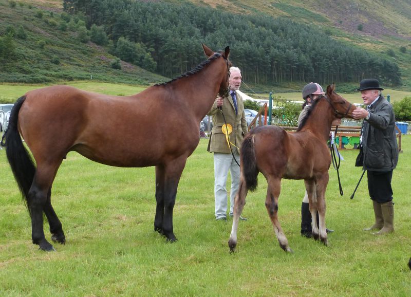 News Brackenbrae, Aberargie, Perthshire, Scotland Cleveland Bay